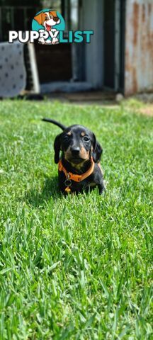 Minature Dachshund Puppies