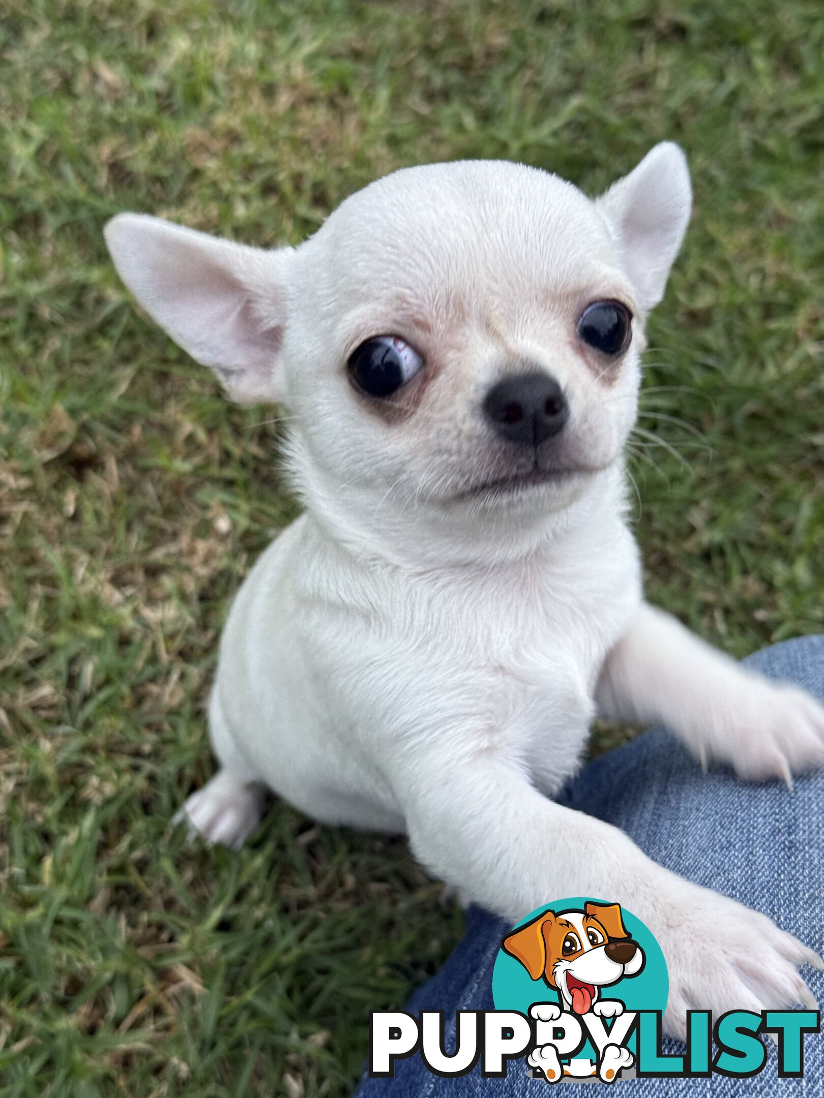Purebred apple head chihuahua