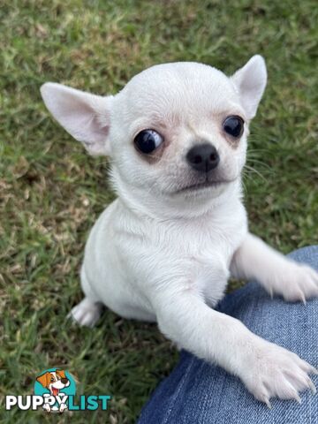 Purebred apple head chihuahua
