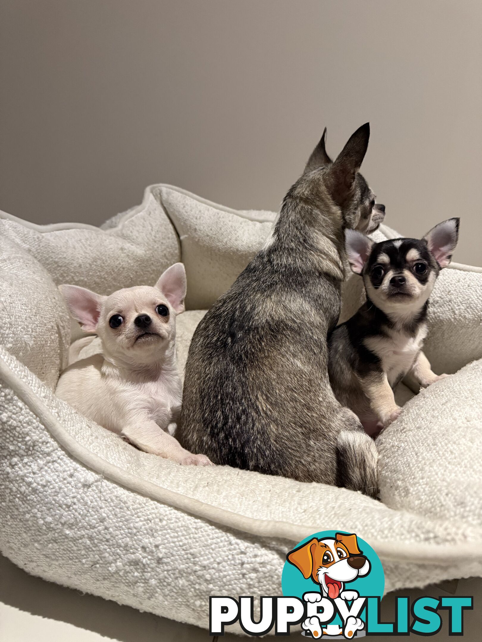 Purebred apple head chihuahua