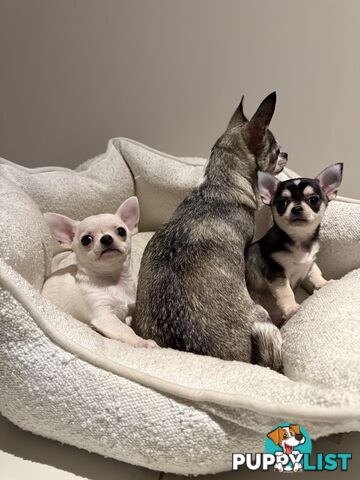 Purebred apple head chihuahua