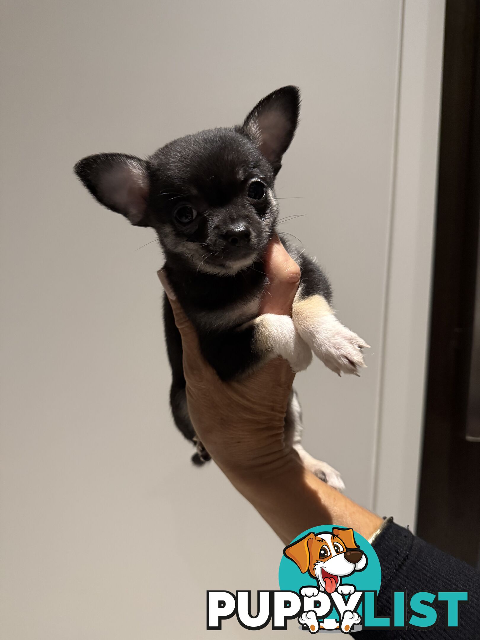 Purebred apple head chihuahua
