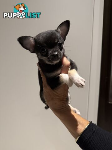 Purebred apple head chihuahua