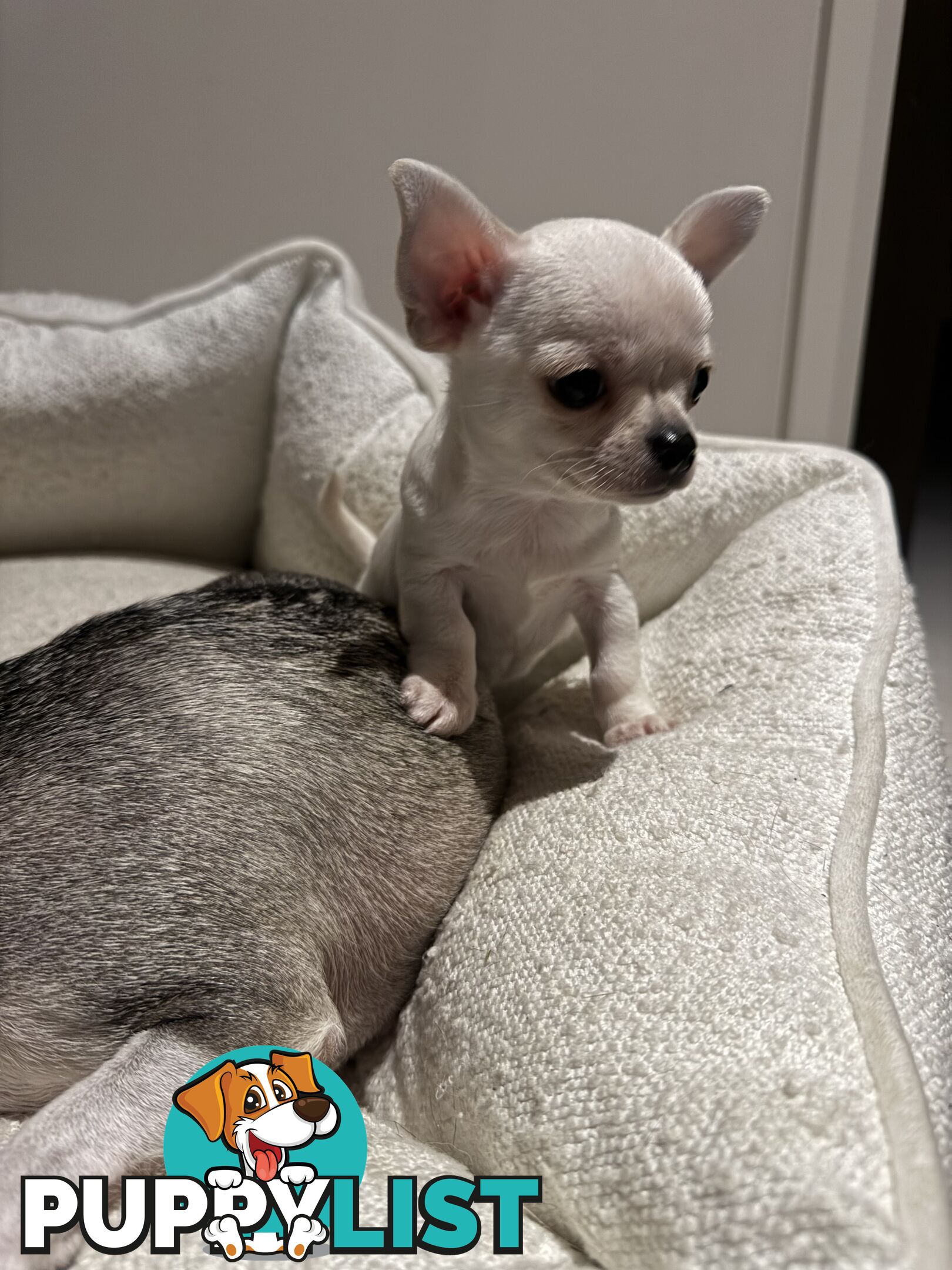 Purebred apple head chihuahua