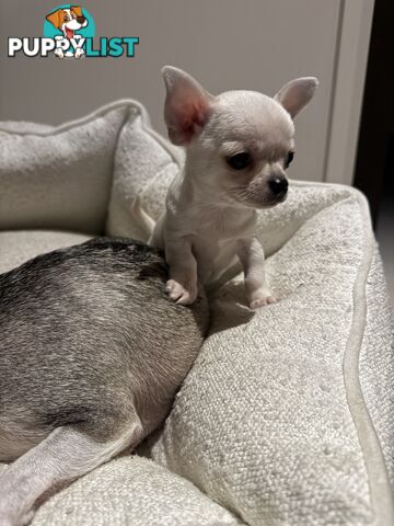 Purebred apple head chihuahua