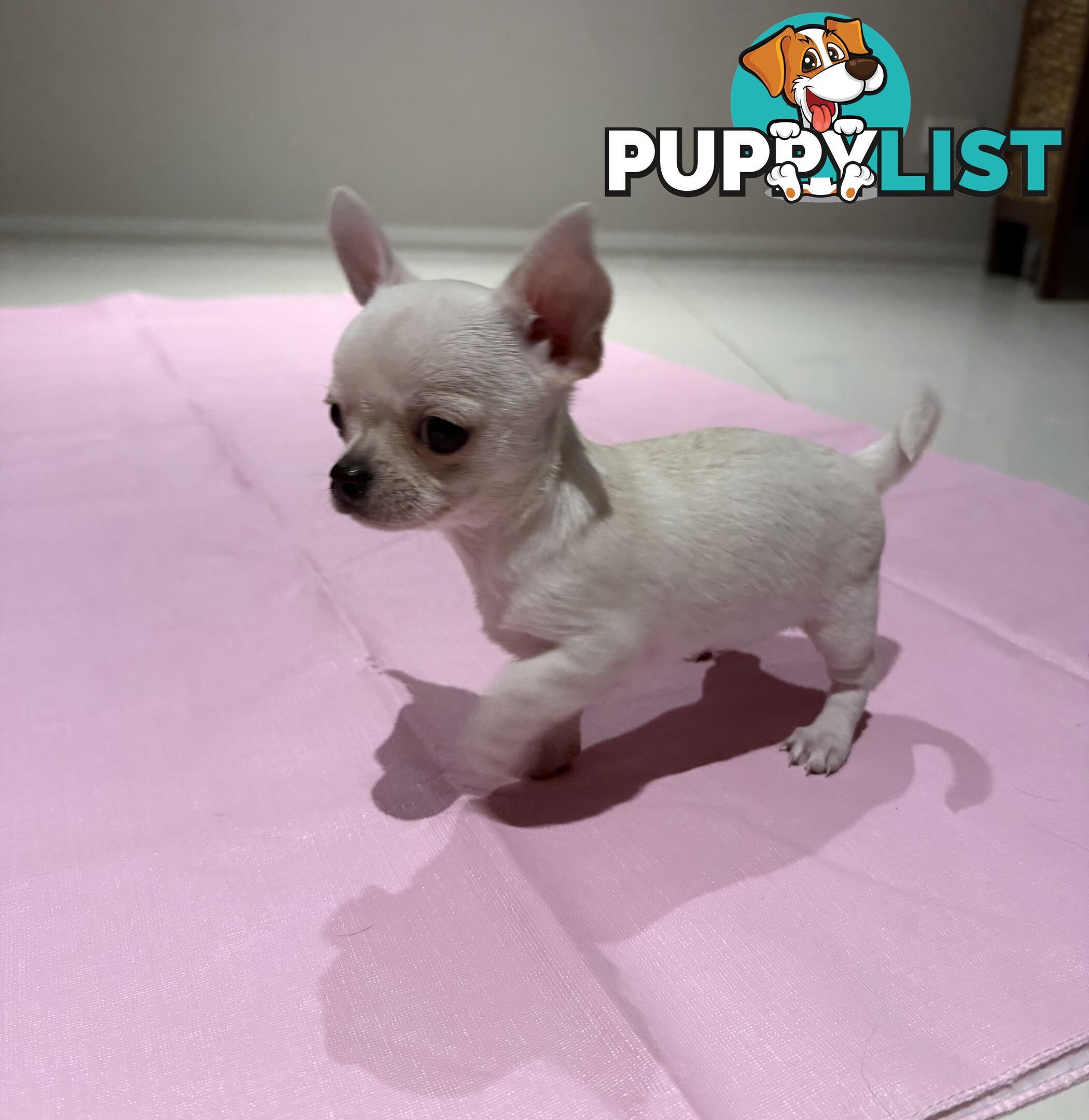 Purebred apple head chihuahua
