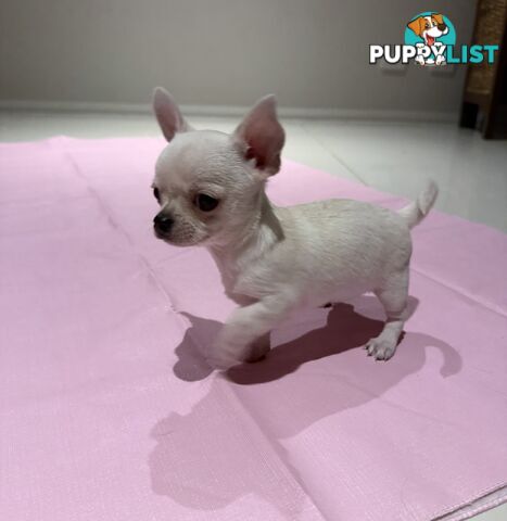 Purebred apple head chihuahua