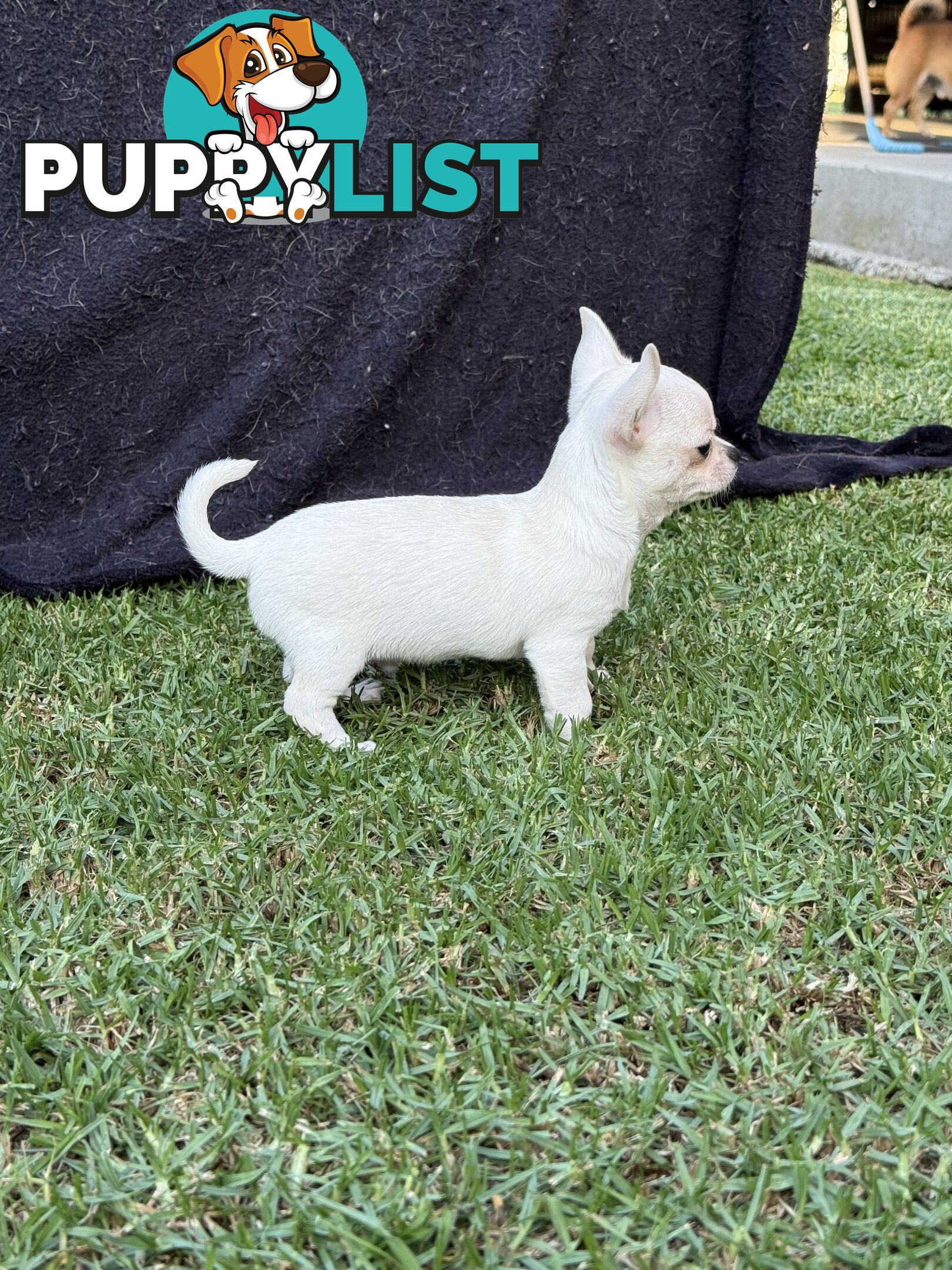 Purebred apple head chihuahua