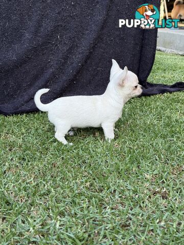 Purebred apple head chihuahua