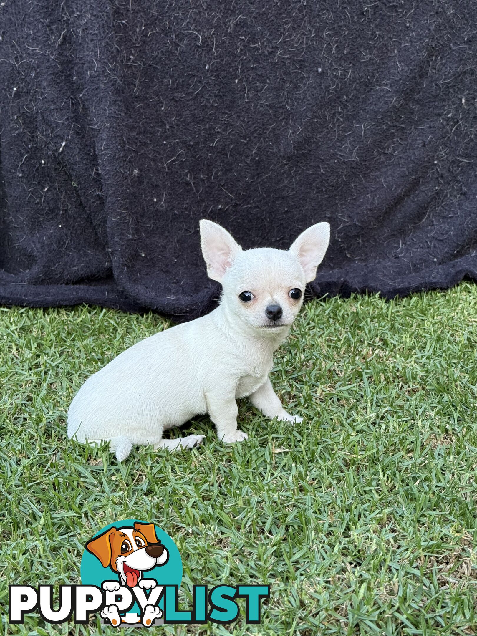 Purebred apple head chihuahua