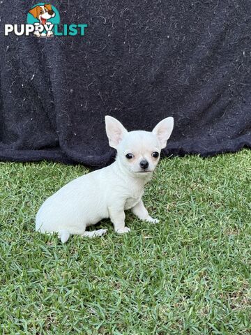 Purebred apple head chihuahua