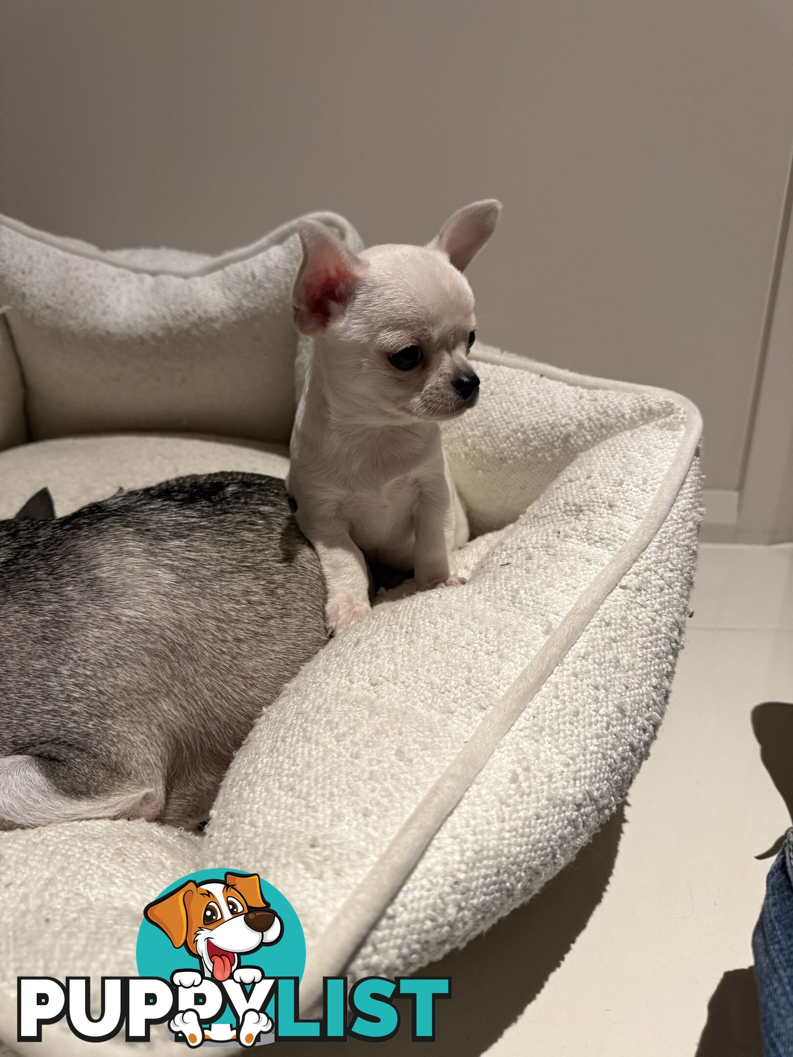 Purebred apple head chihuahua
