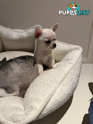 Purebred apple head chihuahua