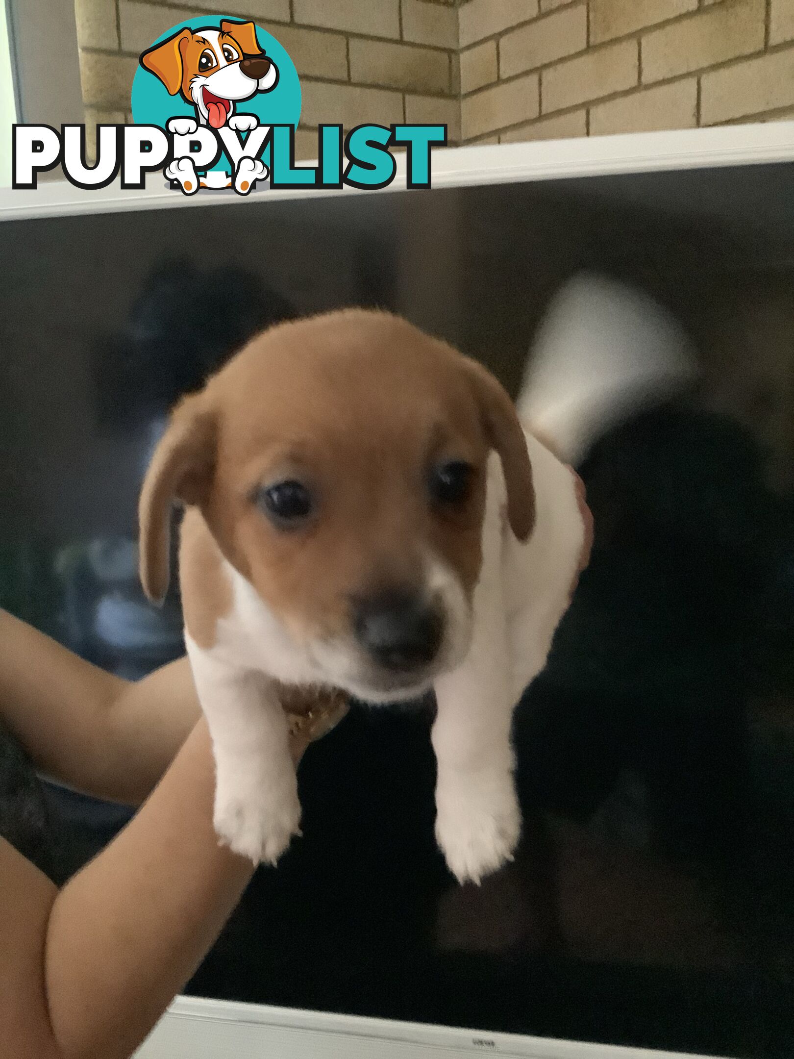 Jack Russell puppies for sale