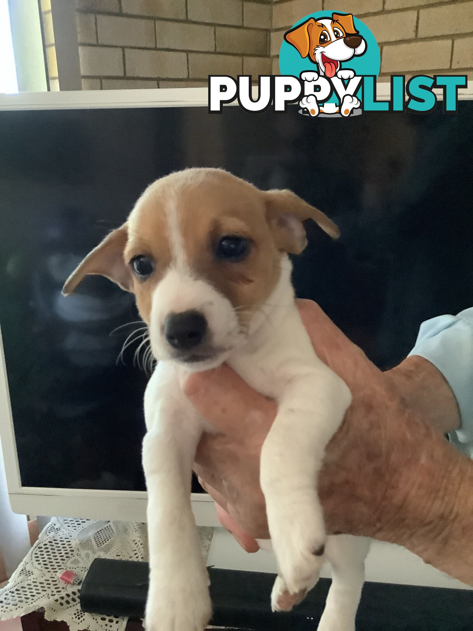 Jack Russell puppies for sale