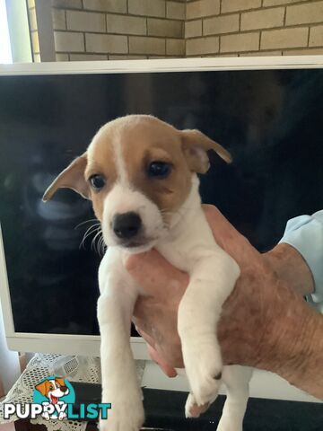 Jack Russell puppies for sale