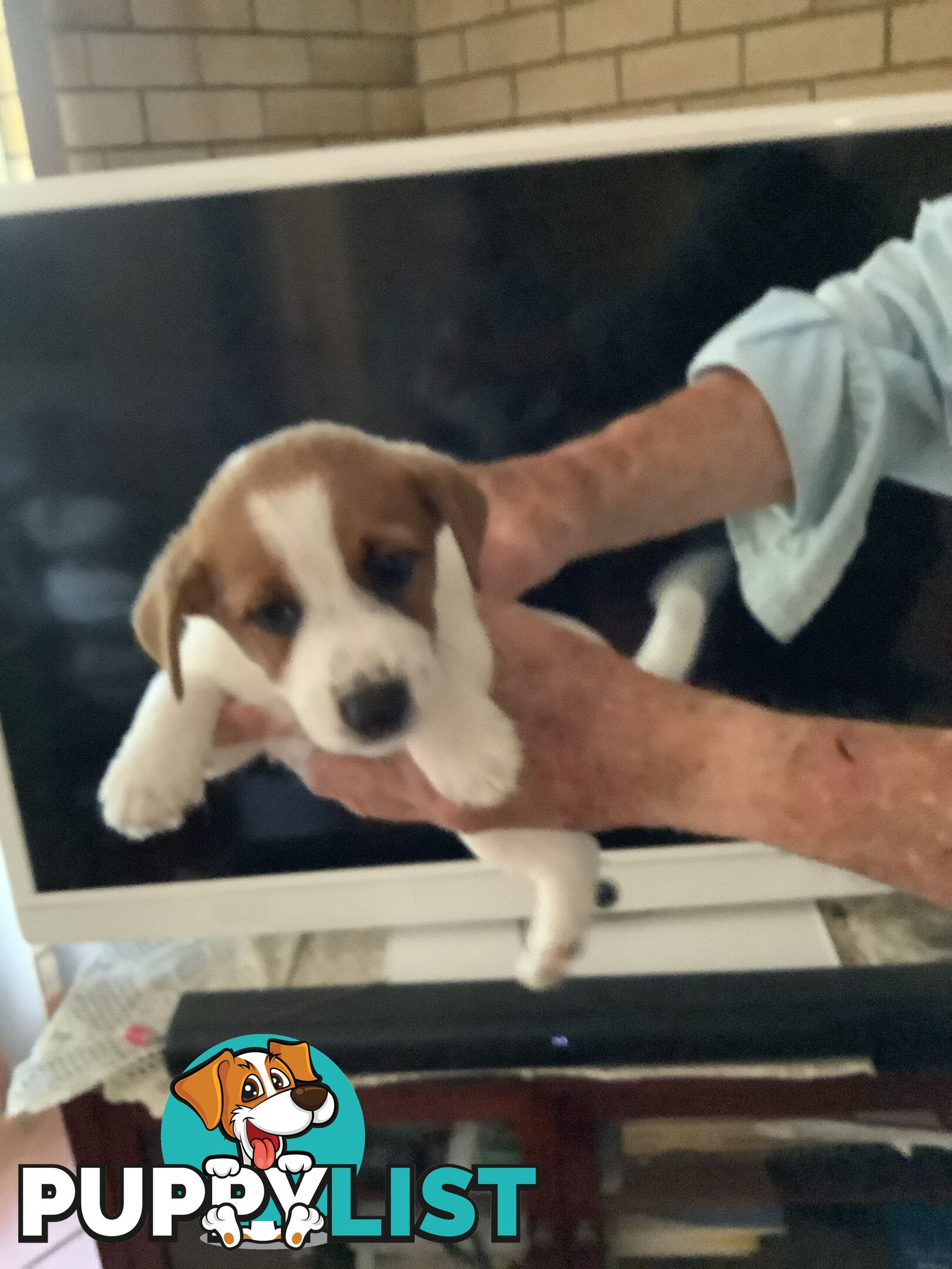 Jack Russell puppies for sale