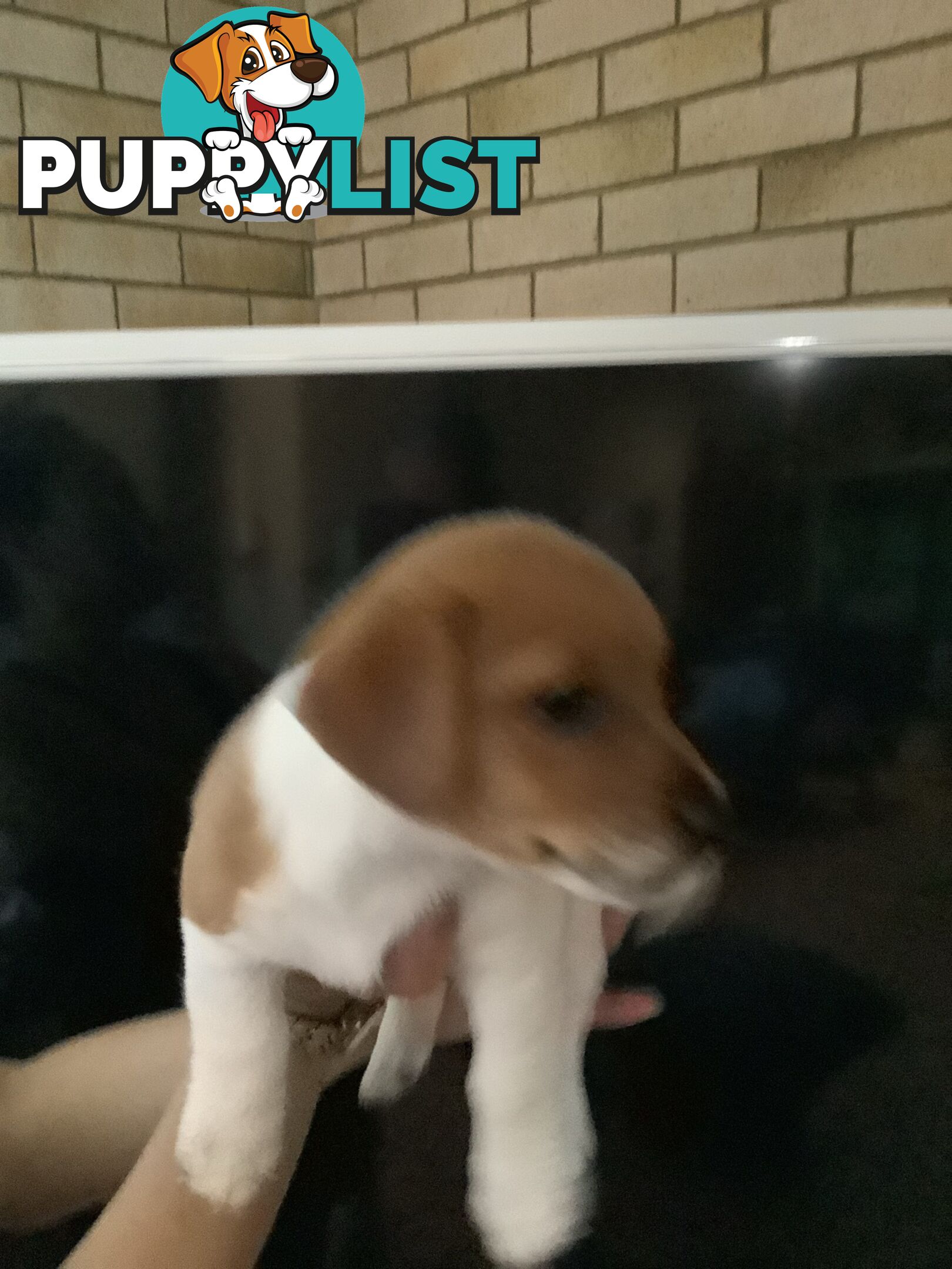 Jack Russell puppies for sale