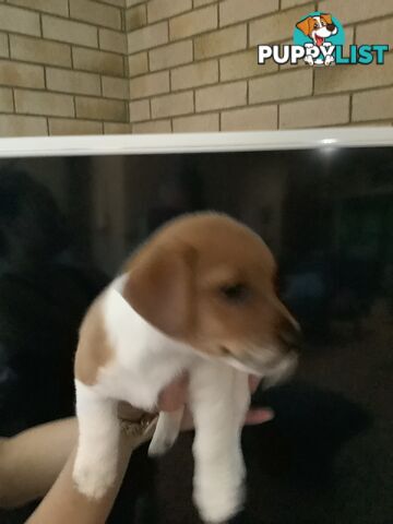 Jack Russell puppies for sale