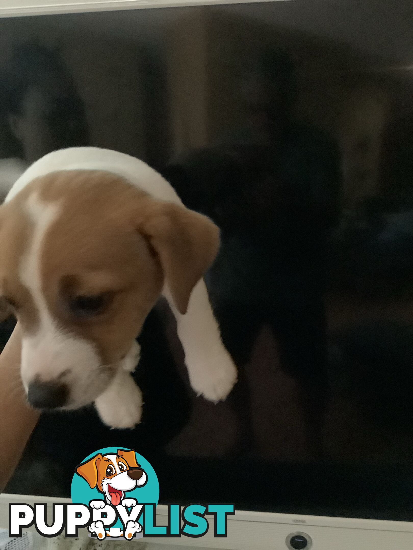 Jack Russell puppies for sale