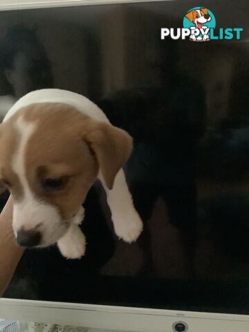 Jack Russell puppies for sale