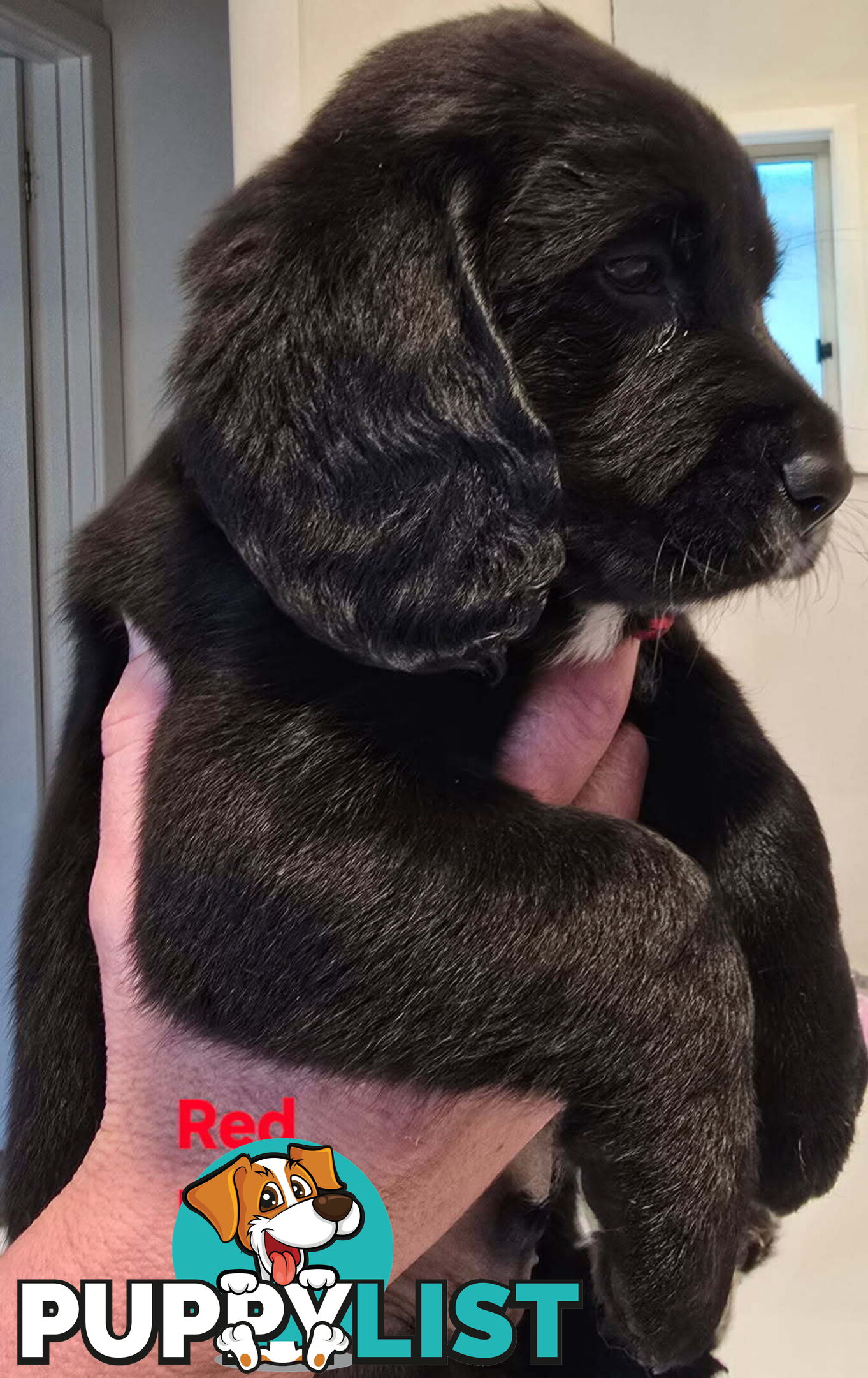Two Beautiful Beagle x Groodle Boys