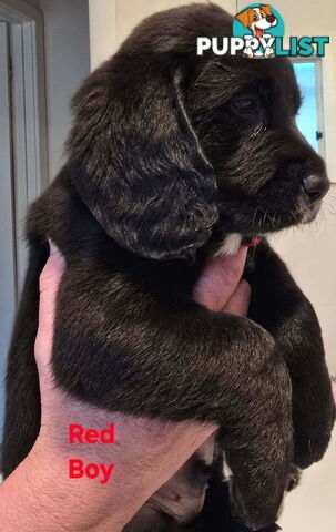 Two Beautiful Beagle x Groodle Boys