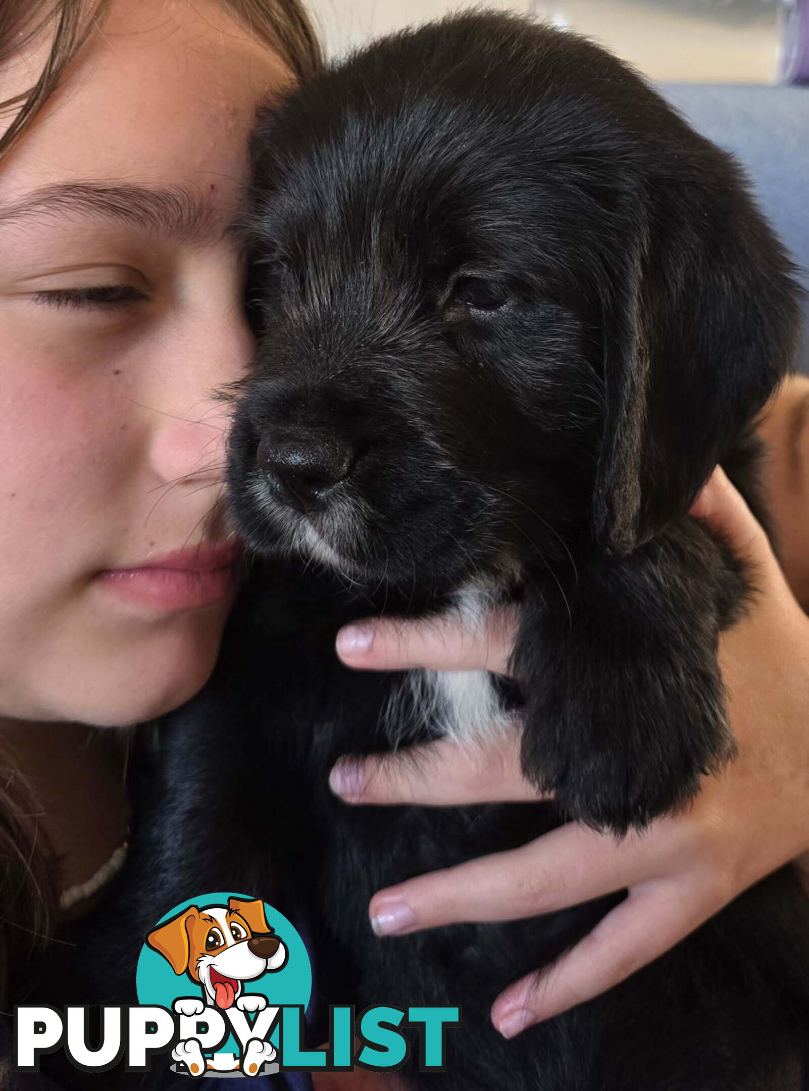 Beagle x Groodle Puppies