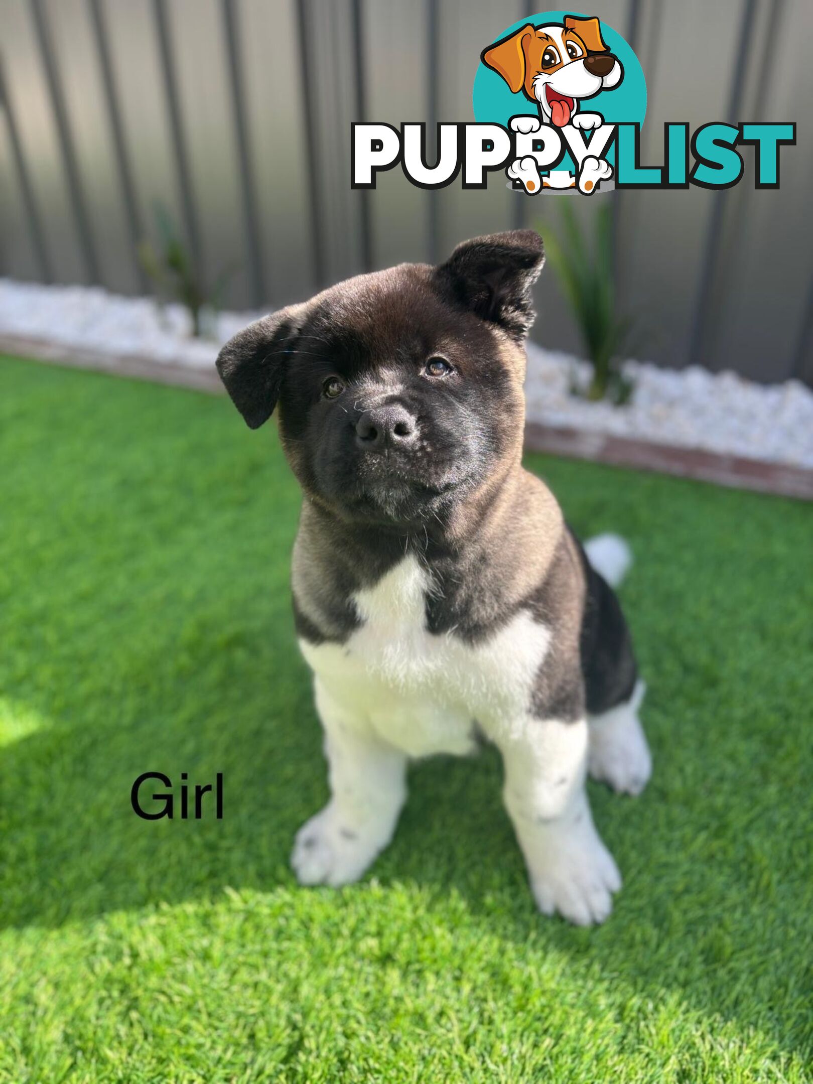 Pure bred American Akita