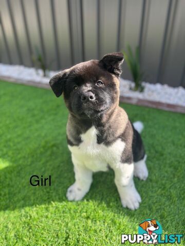 Pure bred American Akita