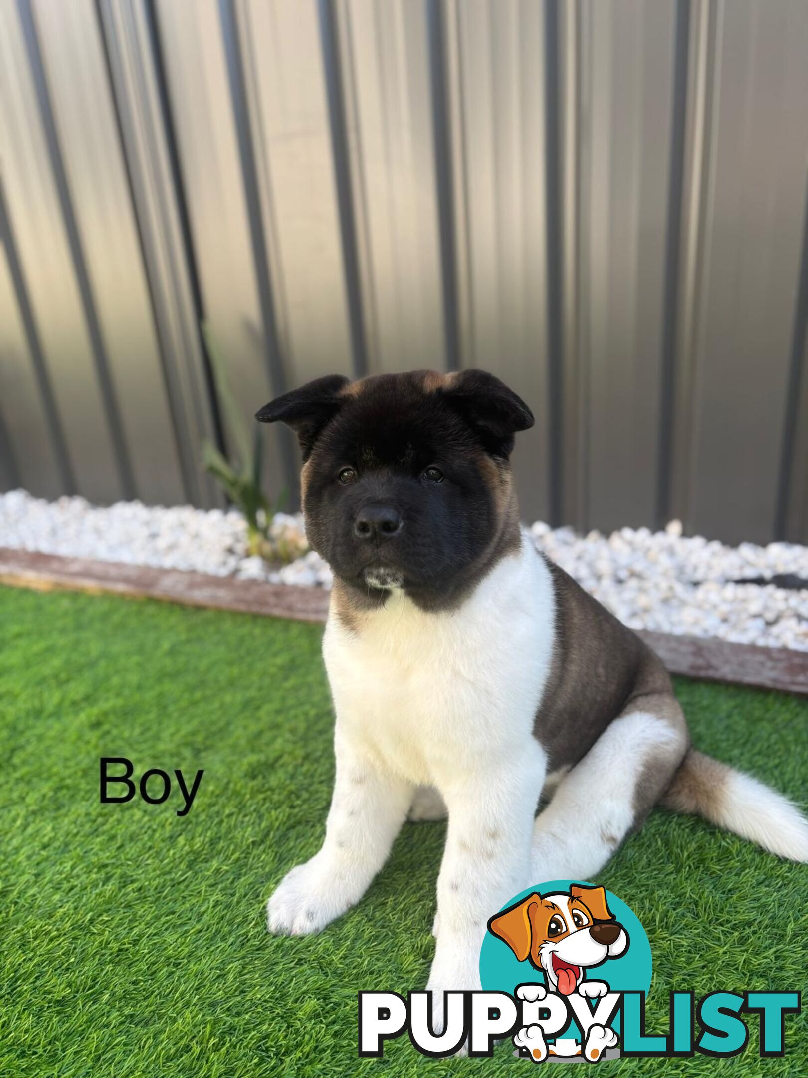Pure bred American Akita
