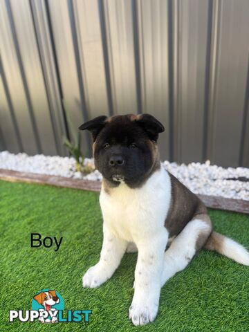 Pure bred American Akita