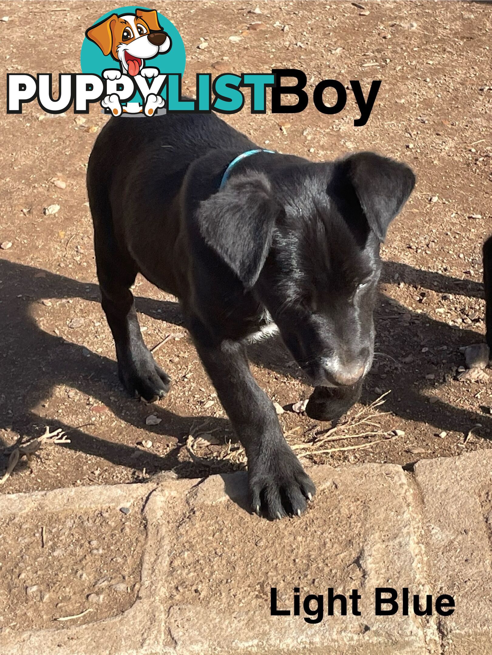 Kelpie x Border Collie Pups