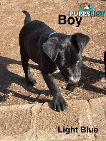 Kelpie x Border Collie Pups