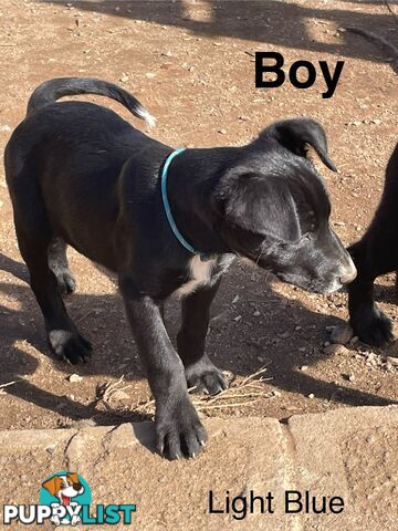 Kelpie x Border Collie Pups