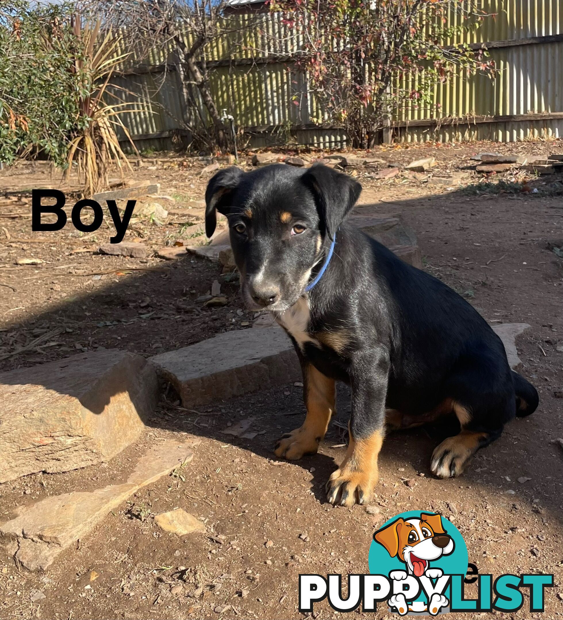 Kelpie x Border Collie Pups