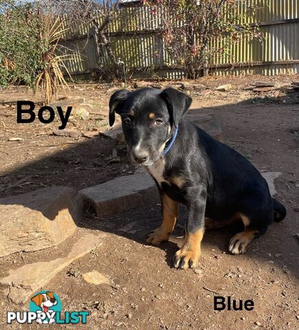 Kelpie x Border Collie Pups