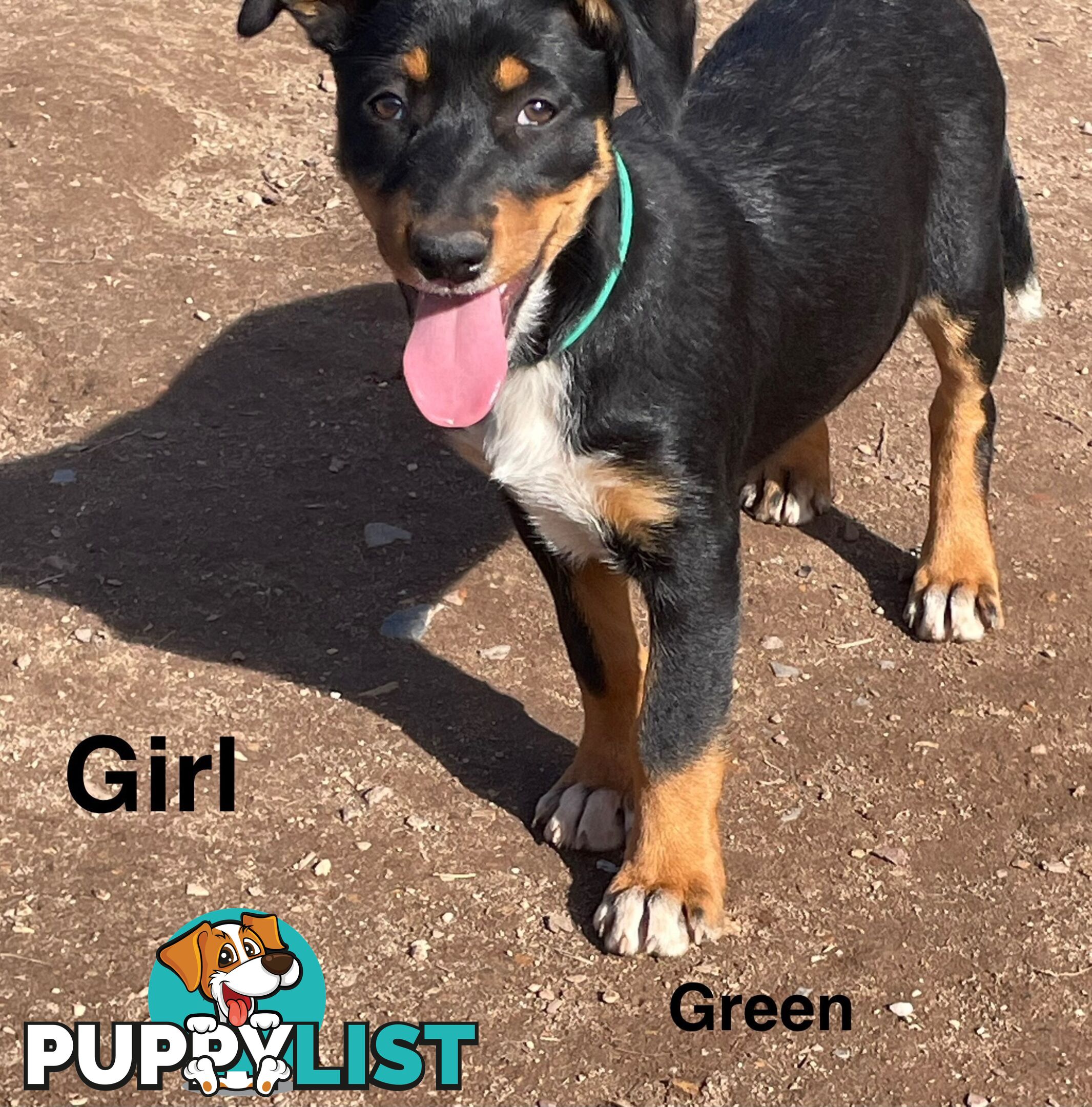 Kelpie x Border Collie Pups