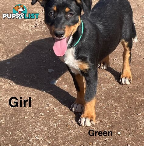 Kelpie x Border Collie Pups