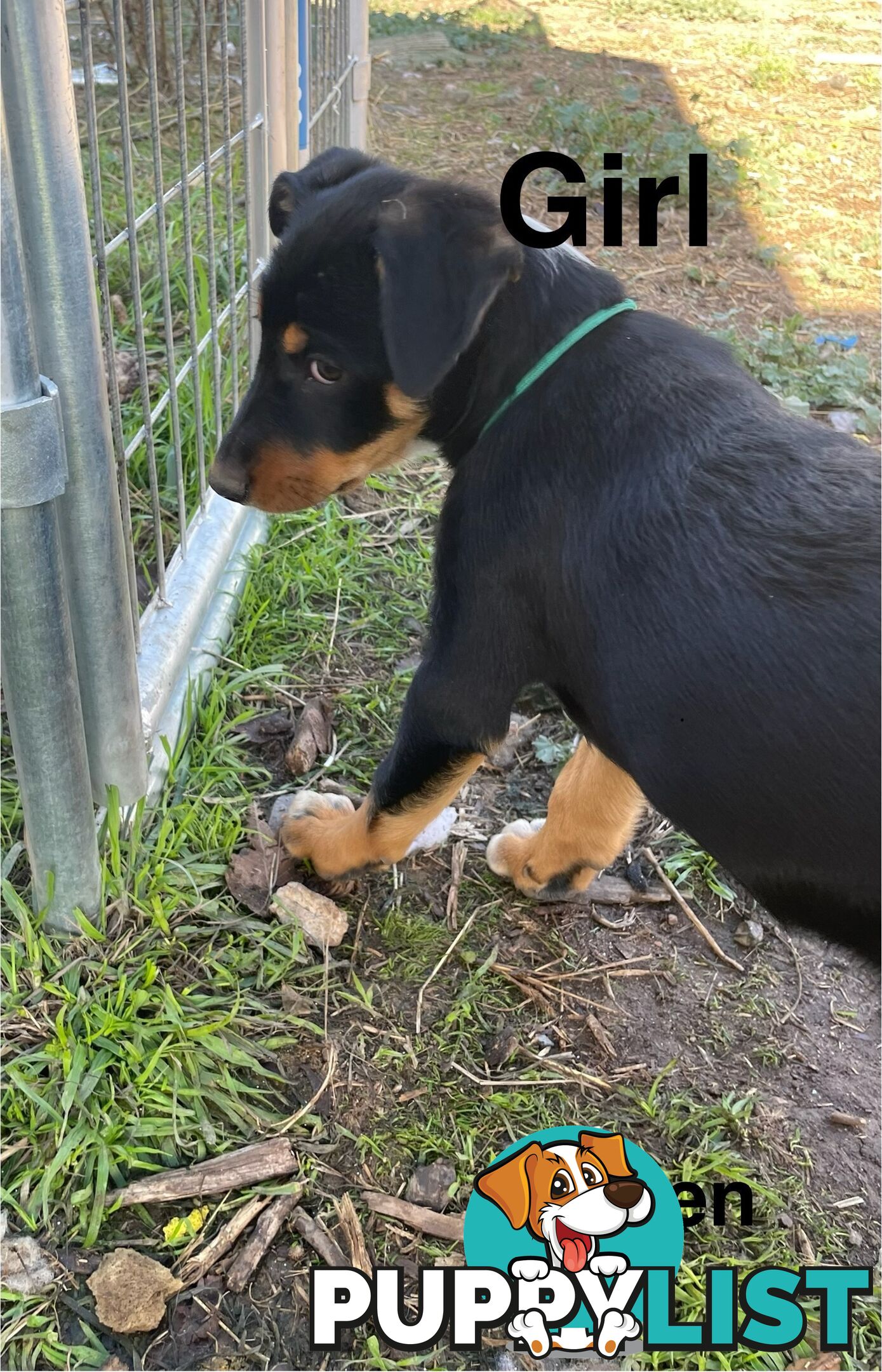 Kelpie x Border Collie Pups