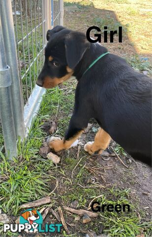 Kelpie x Border Collie Pups