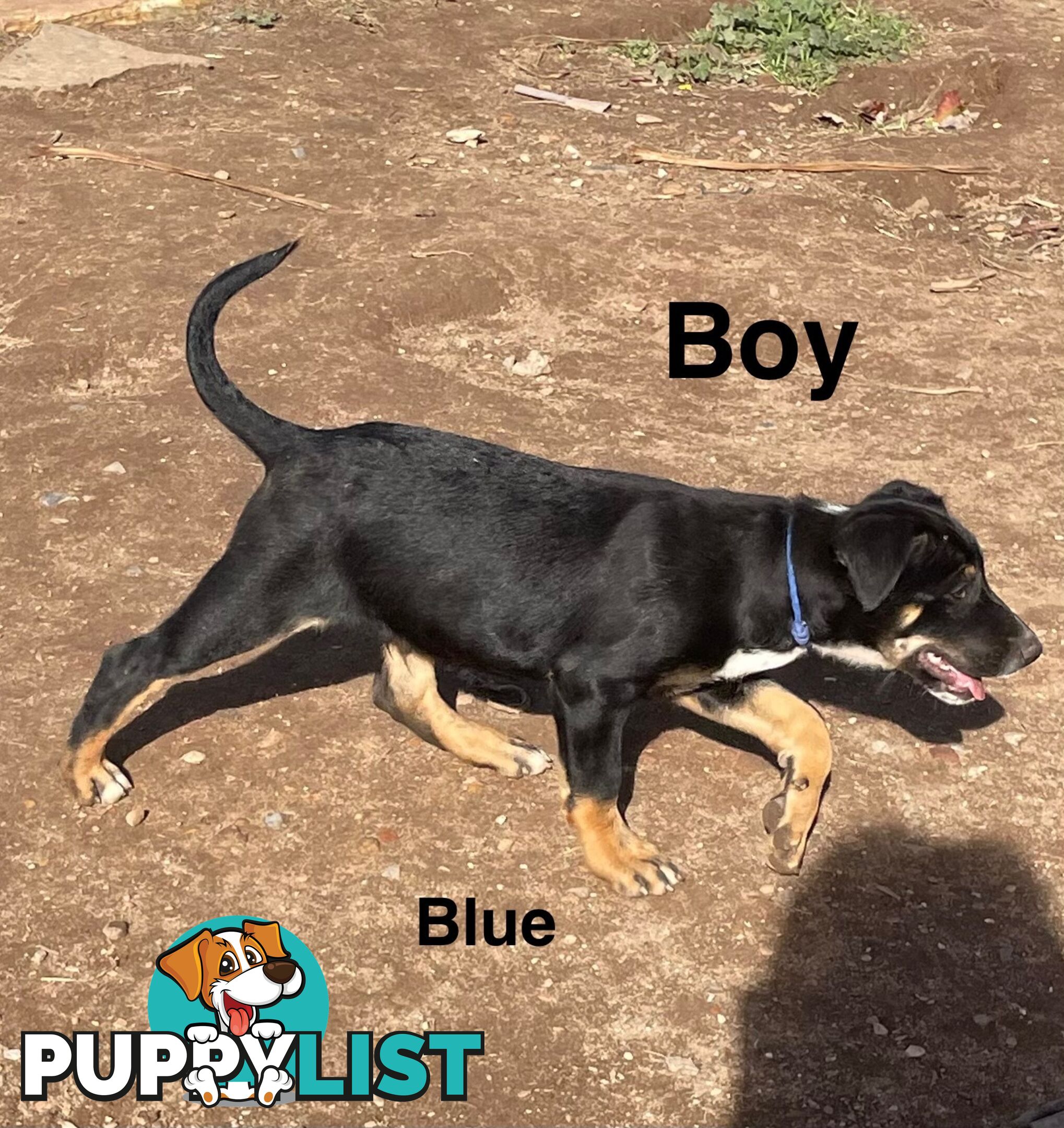 Kelpie x Border Collie Pups