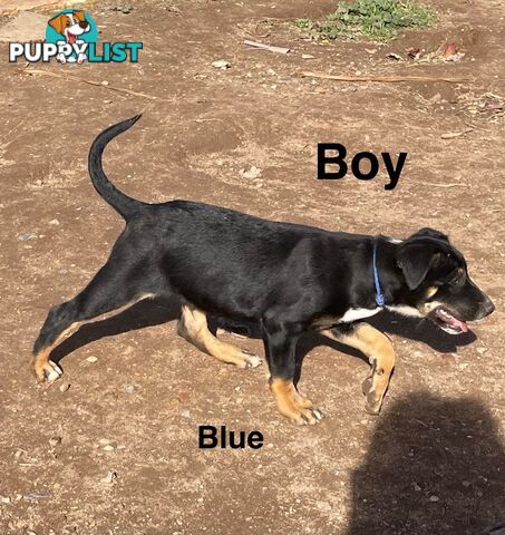 Kelpie x Border Collie Pups