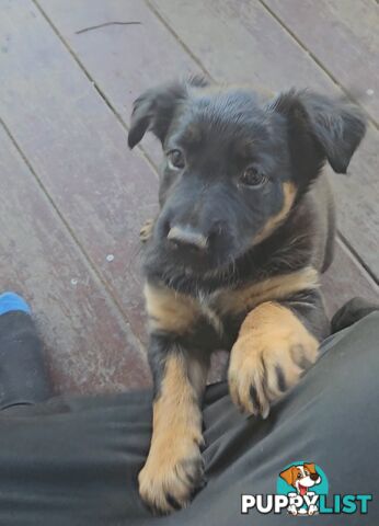 Kelpie x Border Collie Puppies