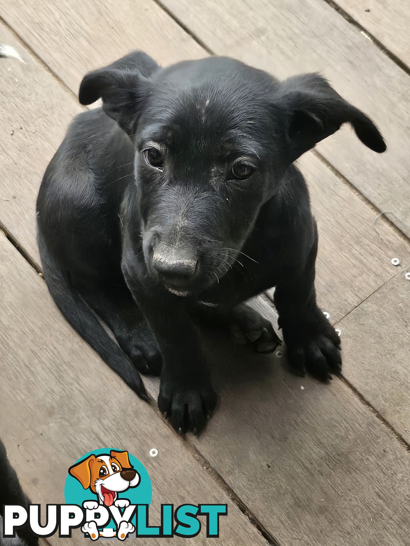 Kelpie x Border Collie Puppies