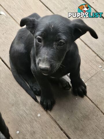 Kelpie x Border Collie Puppies