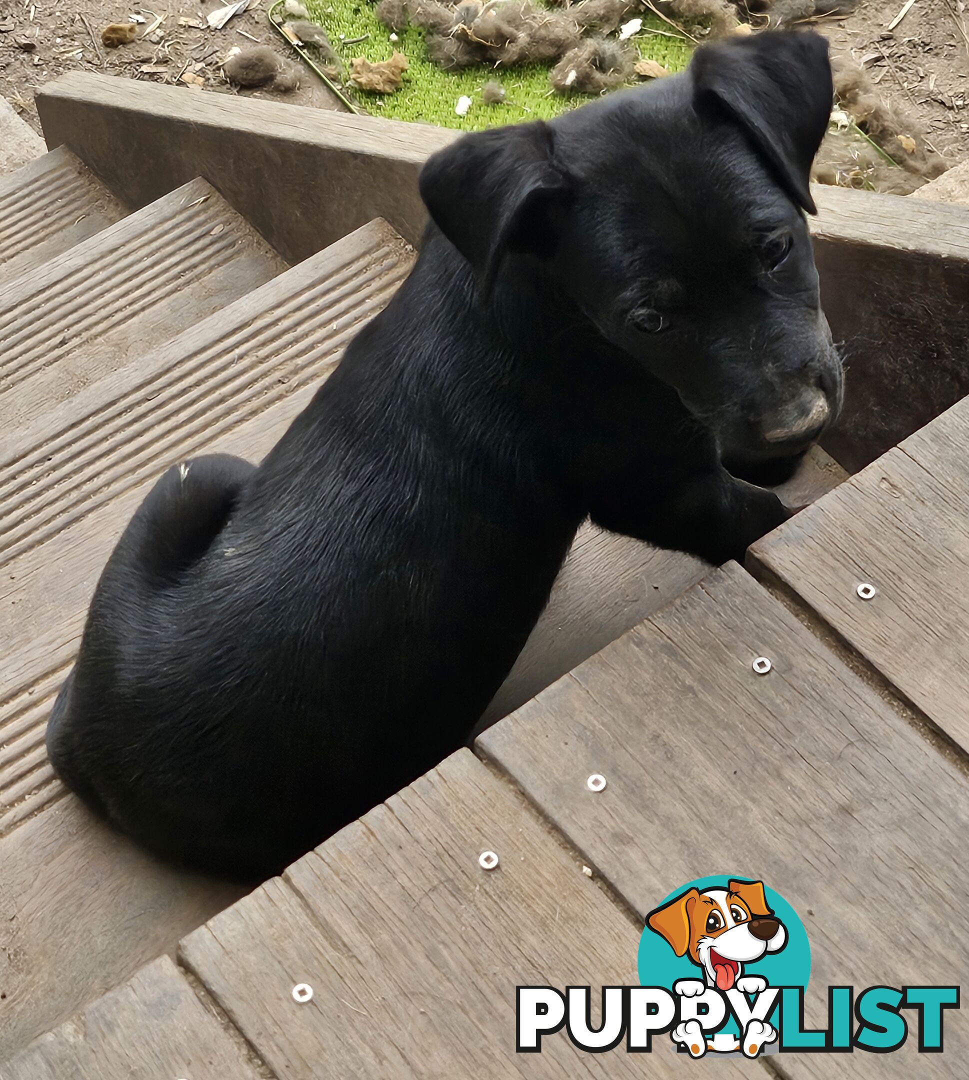 Kelpie x Border Collie Puppies