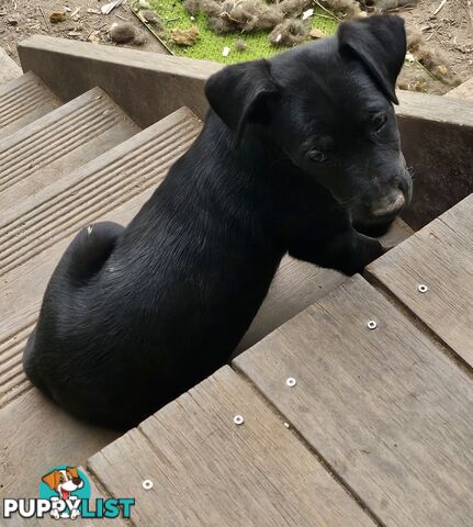 Kelpie x Border Collie Puppies