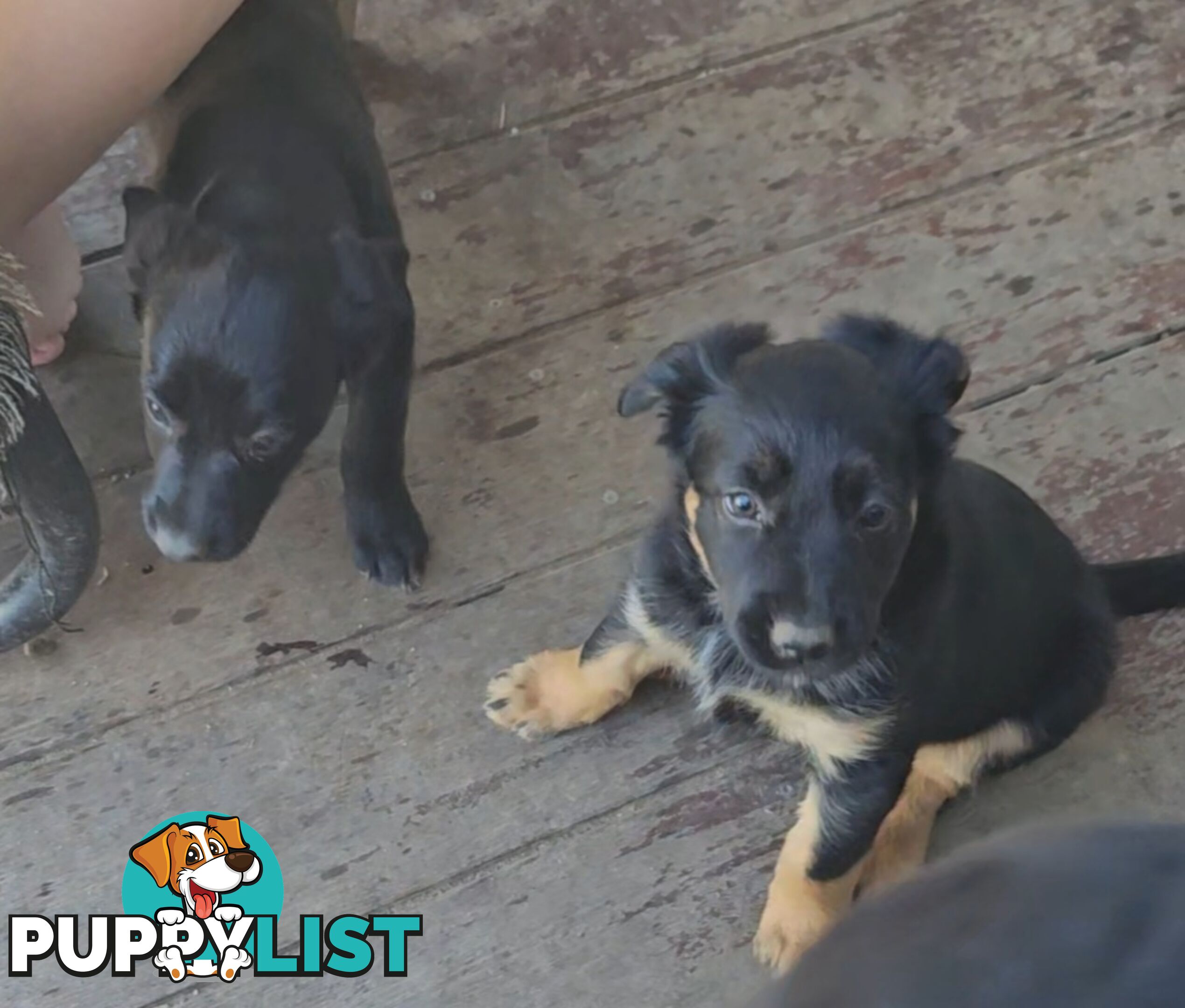 Kelpie x Border Collie Puppies