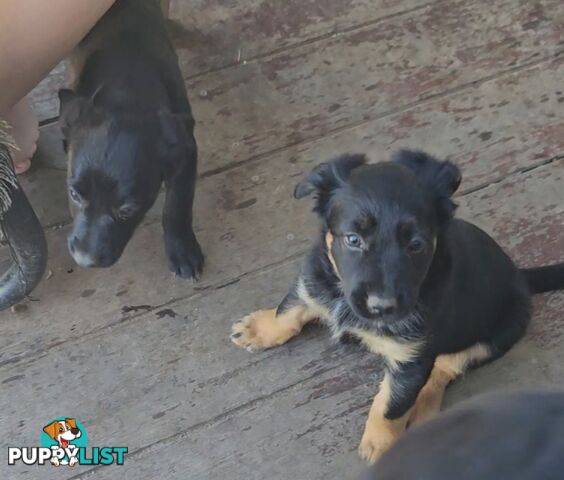 Kelpie x Border Collie Puppies